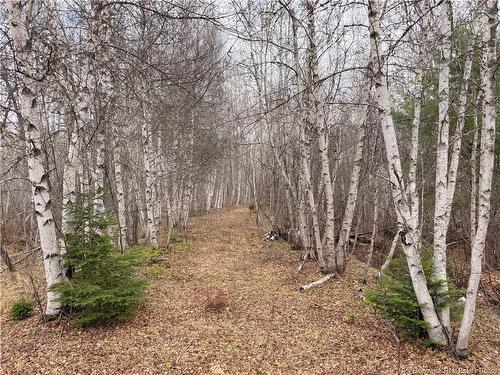 Lots Mclaughlin Road, Pine Ridge, NB 