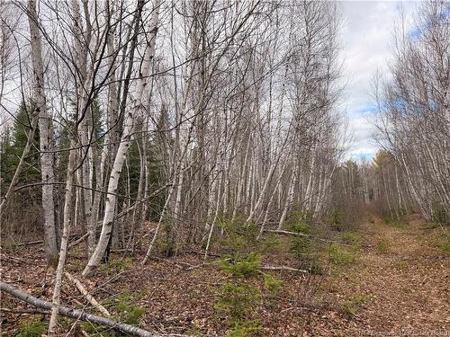 Lots Mclaughlin Road, Pine Ridge, NB 