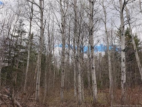 Lots Mclaughlin Road, Pine Ridge, NB 