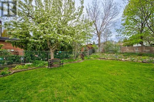 Spacious green lawn with a large flowering tree, a chain-link fence, and varied perimeter landscaping - 34 Westwood Crescent, Kitchener, ON - Outdoor