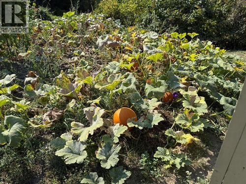 Pumpkin Patch - 1403 Notch Hill Road, Sorrento, BC 