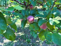 Heritage apples (Fall 2025) next to 84Farmhouse - 