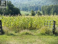 2025 crop - 