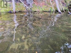 Shoreline - 