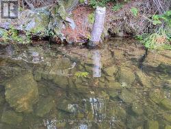 Shoreline close up - 