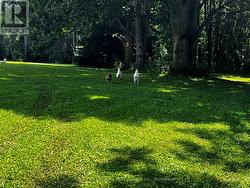 The Chickens love it! - 