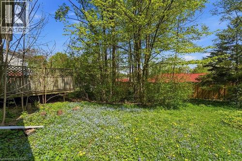 Expansive backyard featuring a lush lawn with small flowering plants, mature trees providing natural privacy, and a raised wood deck with lattice railing - 46 Birchcliff Avenue, Kitchener, ON - Outdoor