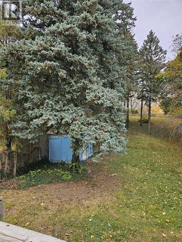 Expansive yard with evergreen trees and a blue storage shed - 1154 Queens Boulevard, Kitchener, ON - Outdoor