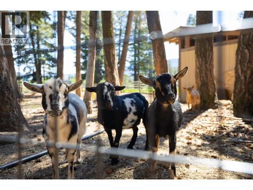 Goat pen - 4644 97 Highway, Westwold, BC - Outdoor