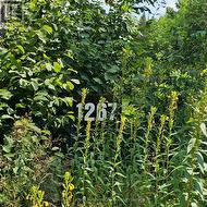 1267 SNAKE CREEK ROAD Mattawan, ON P0H 1V0