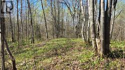 Lot 6 Con 3 Rabbit Trail Road Warren, ON P0H 2N0