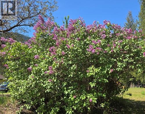 Lilac tree - 3918 Passmore Upper Road, Passmore, BC - Outdoor