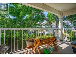 Lush green privacy (pre-fencing) - 