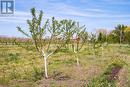 New Plantings to replace older trees. - 160 Read Road, St. Catharines (Port Weller), ON 
