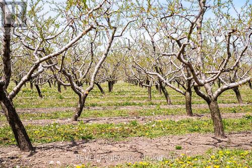 Well managed orchard - 160 Read Road, St. Catharines (Port Weller), ON 
