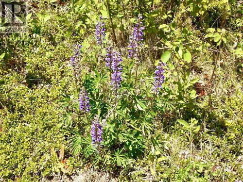 Lot A Starlike Lake Road, Horsefly, BC 