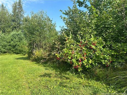 966 Route 710, Codys, NB 