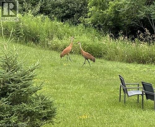 Summer Wildlife - 1161 Maple Manor Road, Cambridge, ON - Outdoor