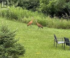 Summer Wildlife - 