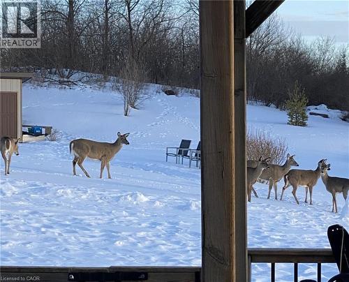 Winter Wildlife - 1161 Maple Manor Road, Cambridge, ON - Outdoor