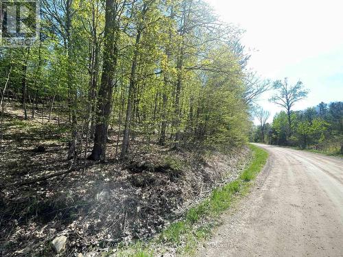 430 Beaver Road forest at curve on road - 430 Beaver Road, Trent Hills, ON 