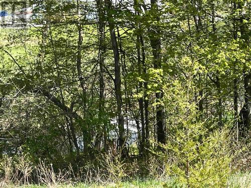 430 Beaver Road creek at east of property - 430 Beaver Road, Trent Hills, ON 
