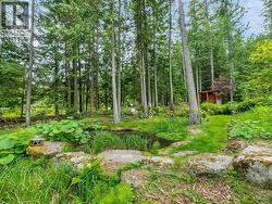 Pond - 