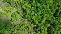 Wooded area - 