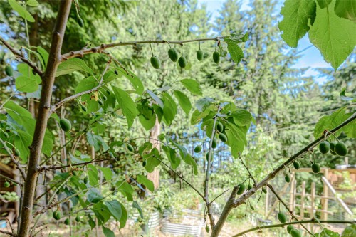 421 Mt. Belcher Hts, Salt Spring, BC 