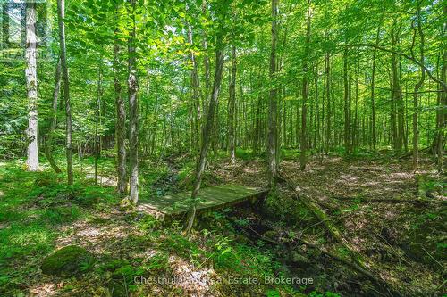 TRICKLING STREAM - 600380 Sideroad 50 N, Chatsworth, ON - Outdoor