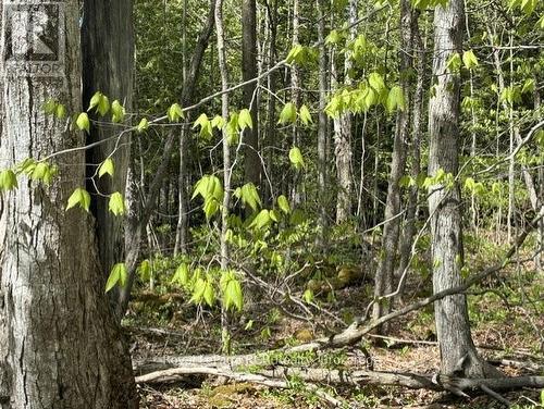 N/A Sutter Road Road W, Northern Bruce Peninsula, ON 