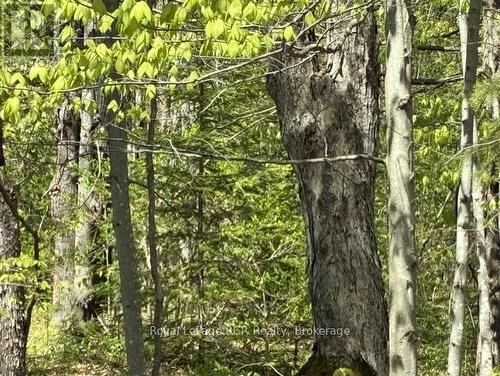 N/A Sutter Road Road W, Northern Bruce Peninsula, ON 