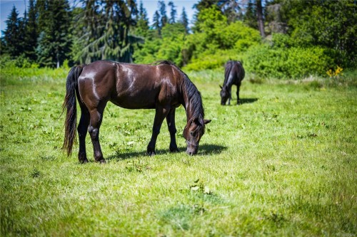 Lot A Castle Dr, Campbell River, BC 
