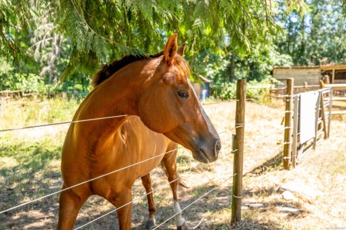 2468 Endall Rd, Black Creek, BC 