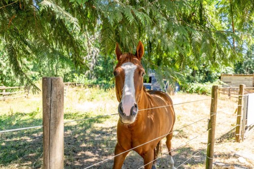 2468 Endall Rd, Black Creek, BC 