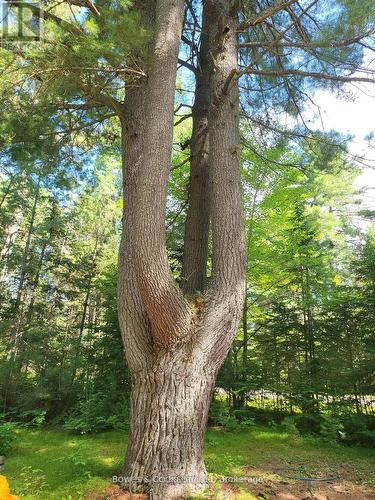 24 Robinson Road, Hastings Highlands (Monteagle Ward), ON 