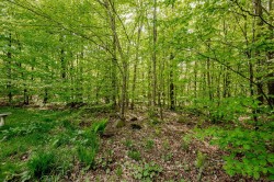 Terre/Terrain - 