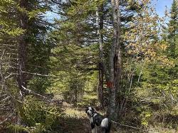 Lot CL2 Palmer Road West Wentworth, NS B0M 1Z0