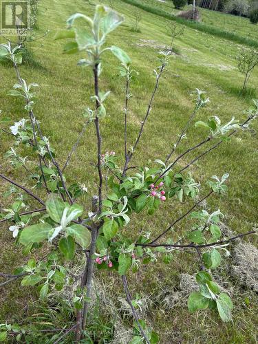 Young apple tree - 10655 Sideroad 17, Brock, ON 