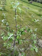 Young apple tree - 