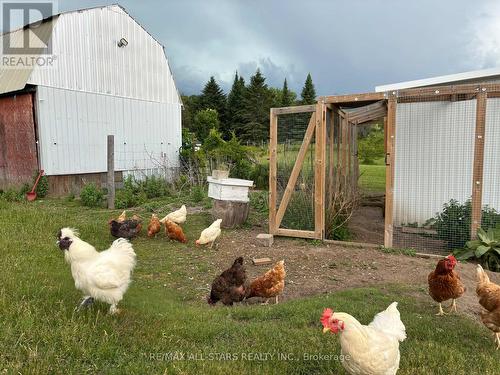 Coop-50 laying hens. 670 sqft barn - 10655 Sideroad 17, Brock, ON 