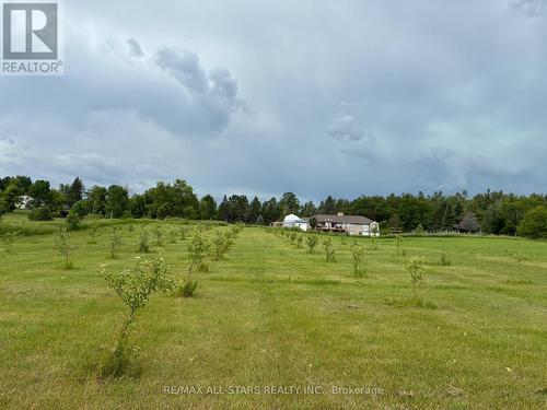 101 Apple trees. 4 delicious varieties - 10655 Sideroad 17, Brock, ON 