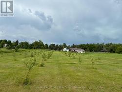 101 Apple trees. 4 delicious varieties - 