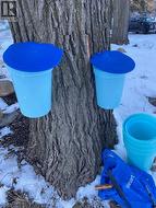 Tapping the Maples! - 