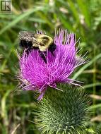 Nature all around you - 