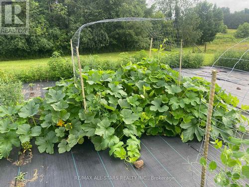 Room to grow! - 10655 Sideroad 17, Brock, ON 