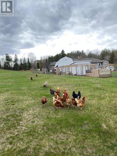 Room to roam! - 10655 Sideroad 17, Brock, ON 