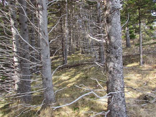 33 Cove Road, Colliers, NL 