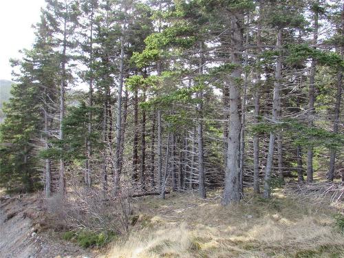 33 Cove Road, Colliers, NL 