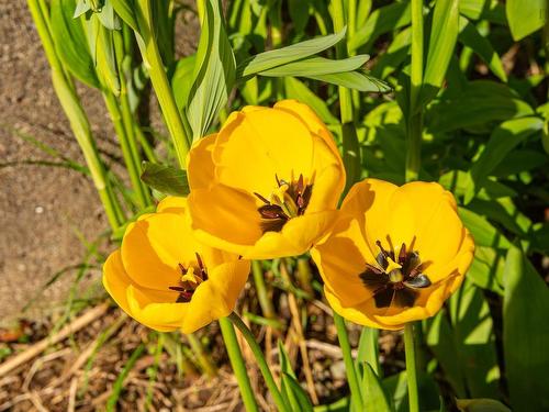 9735 Highway 1, Lower Saulnierville, NS 